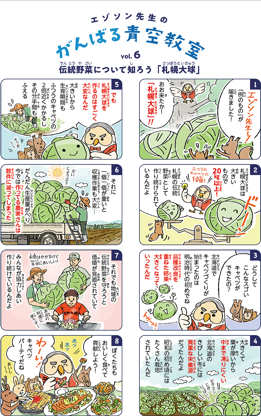 札幌大球は大きいもので20kg以上！ 札幌の伝統野菜として作り続けられているんだよ